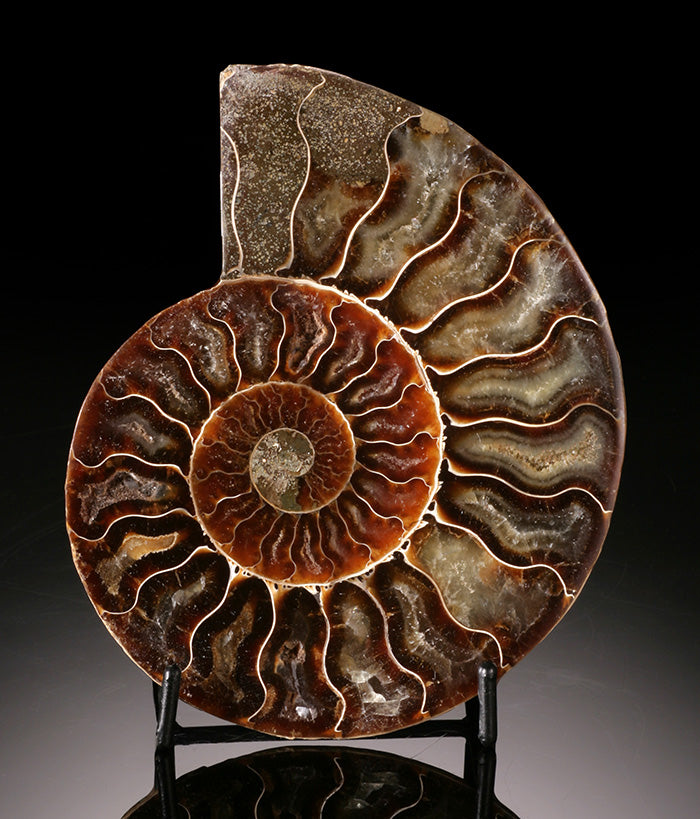 5-1/4" Ammonite Slice (with stand)