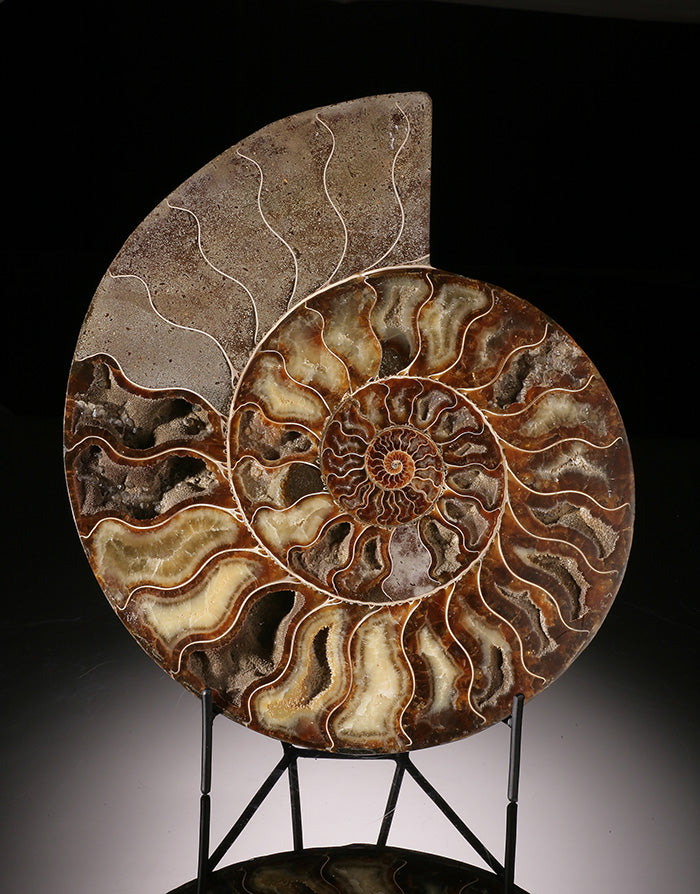 12" Ammonite Slice (with stand)