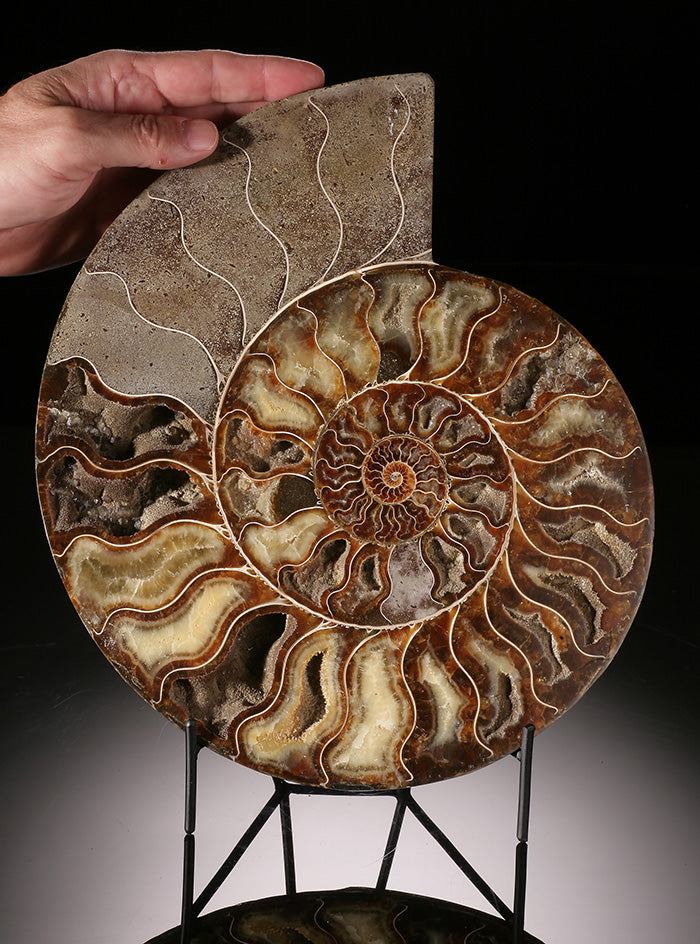 12" Ammonite Slice (with stand)