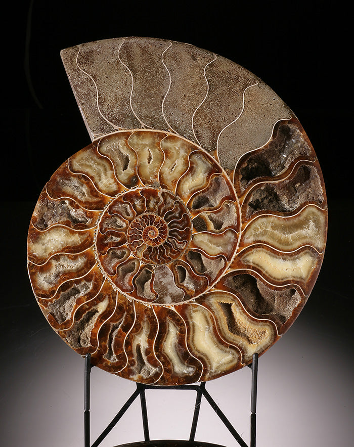 Large Ammonite Slice (with stand)