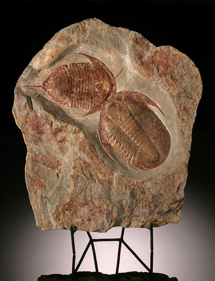 Trilobite Asaphid (with stand)