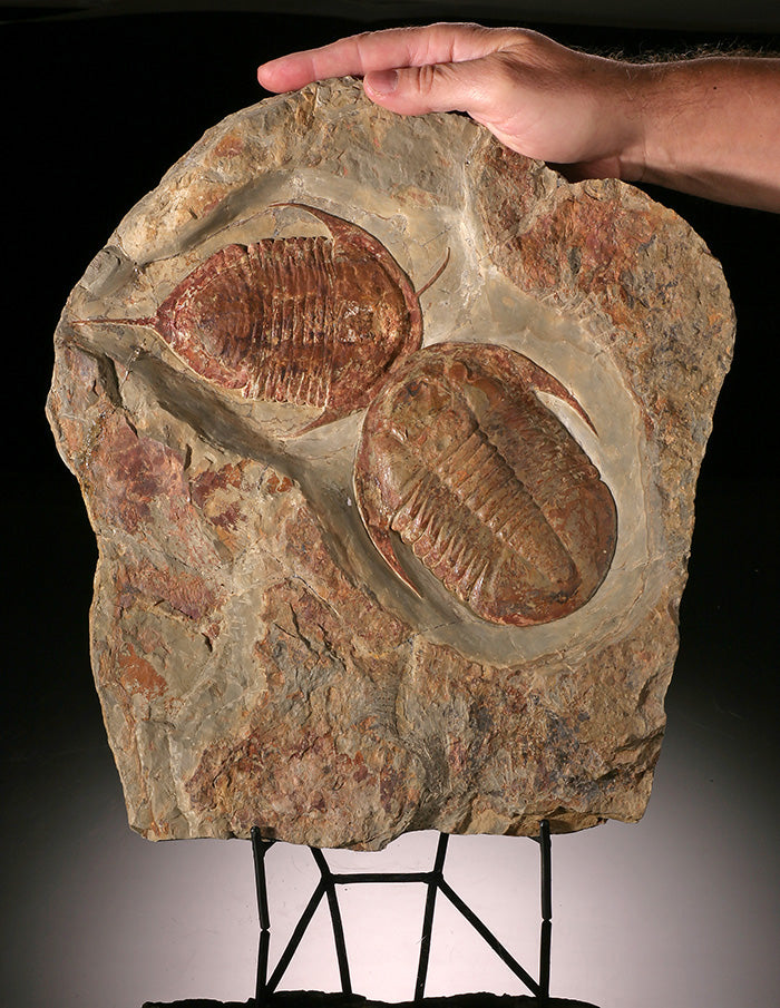 Trilobite Asaphid (with stand)