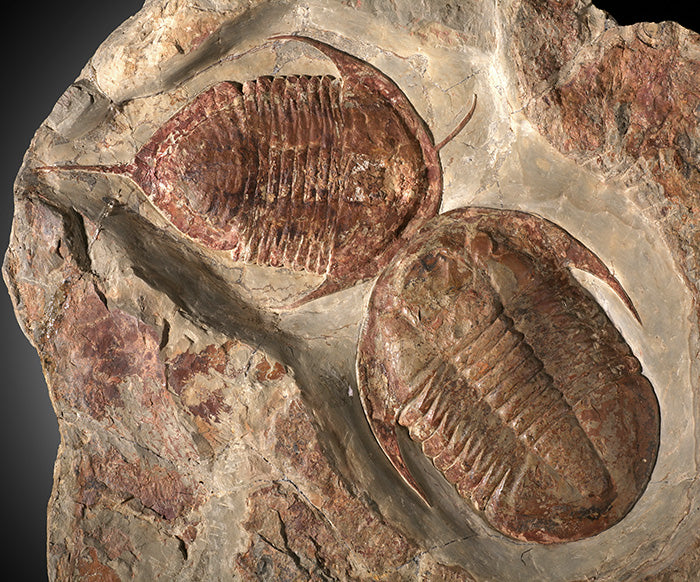 Trilobite Asaphid (with stand)
