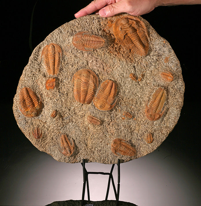 14" Cambropallas Trilobite Mortality Plate (with stand)