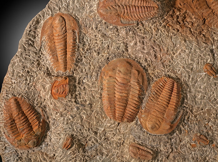 14" Cambropallas Trilobite Mortality Plate (with stand)