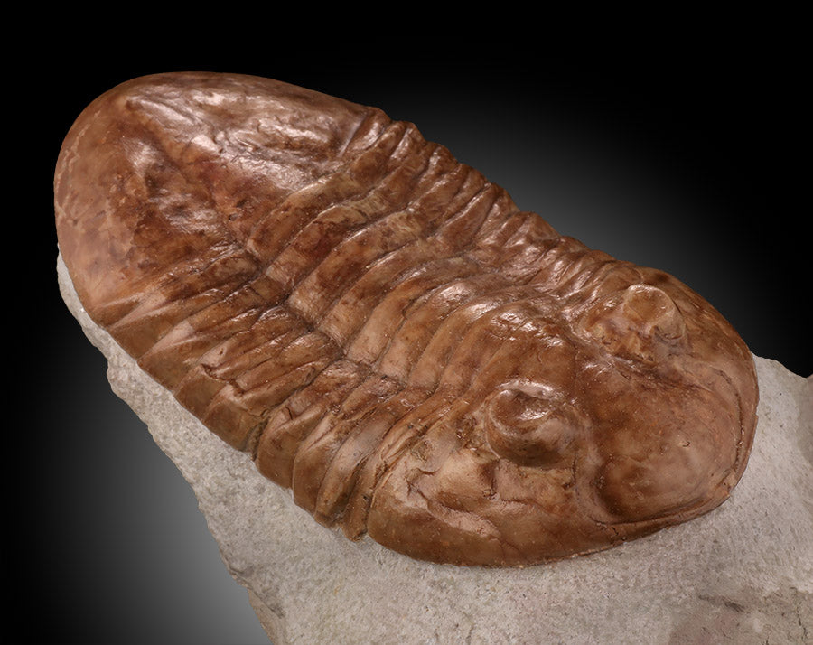 Asaphus latus Trilobite