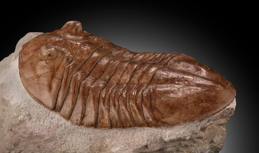 Asaphus latus Trilobite