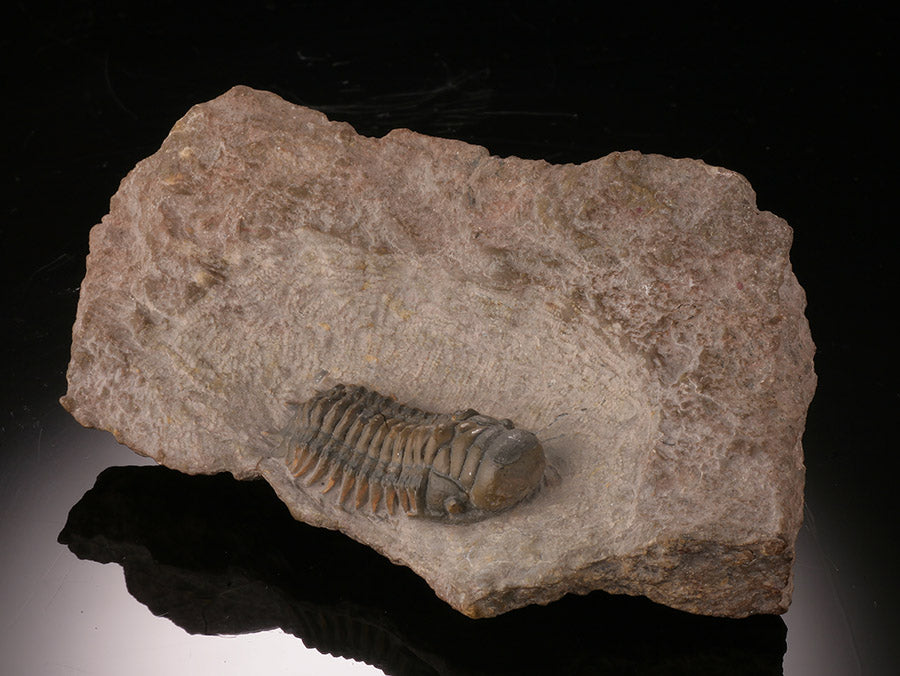 Crotalocephalus Trilobite in Matrix