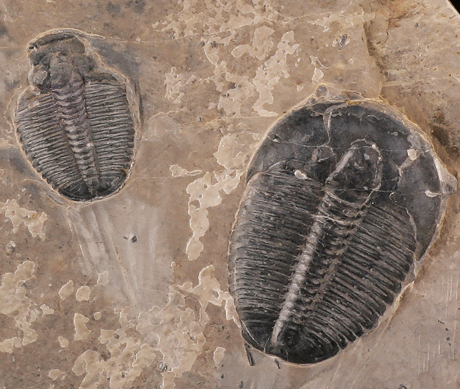 Elrathia kingii Trilobites in Matrix
