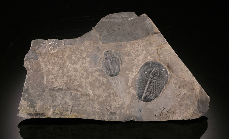 Elrathia kingii Trilobites in Matrix