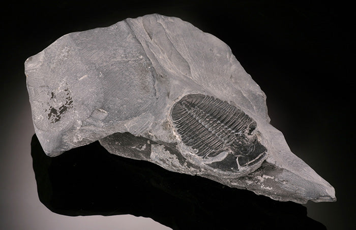 Elrathia kingii Trilobite