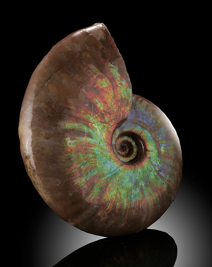 Iridescent Ammonite
