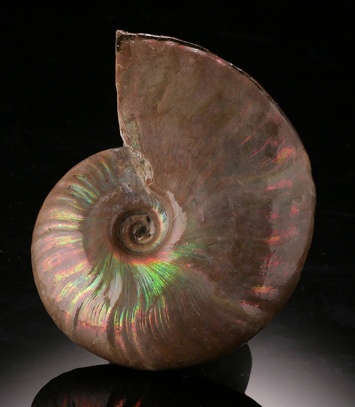 Iridescent Ammonite