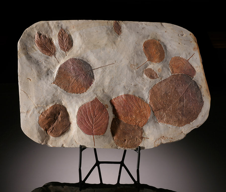 14-1/4" Multi-Leaf Fossil Plate (with stand)