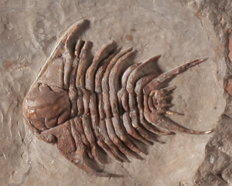 Trilobite Mortality Plate - Foulonia sp.