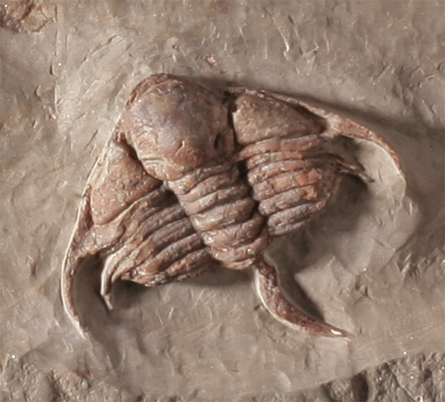 Trilobite Mortality Plate - Foulonia sp.