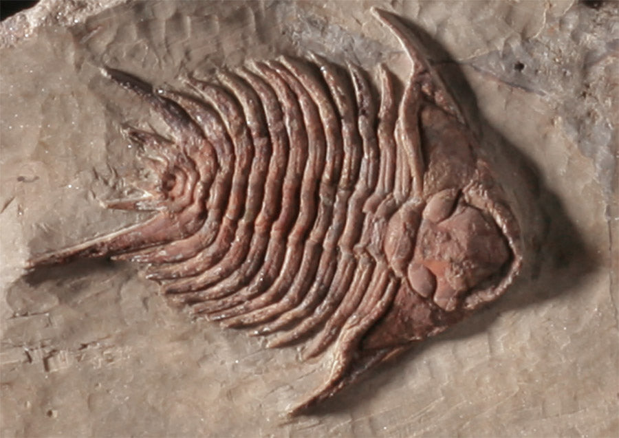 Trilobite Mortality Plate - Foulonia sp.