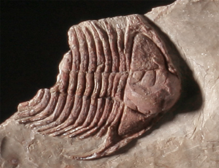 Trilobite Mortality Plate - Foulonia sp.