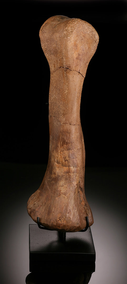 Hypacrosaurus (Hadrosaur) Metatarsal w/ Custom Stand