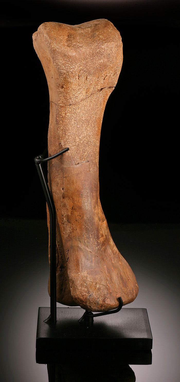 Hypacrosaurus (Hadrosaur) Metatarsal w/ Custom Stand