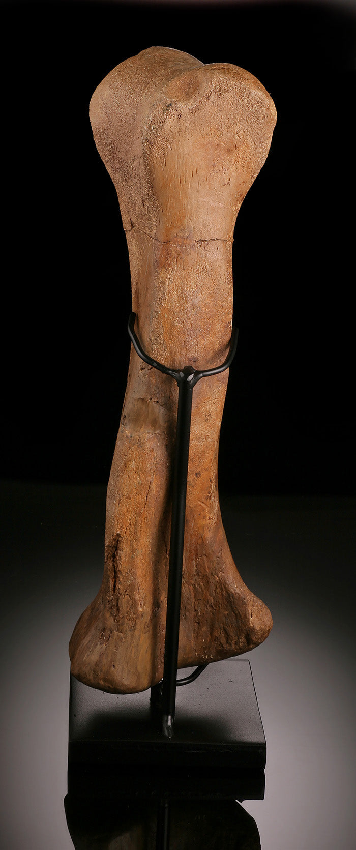 Hypacrosaurus (Hadrosaur) Metatarsal w/ Custom Stand