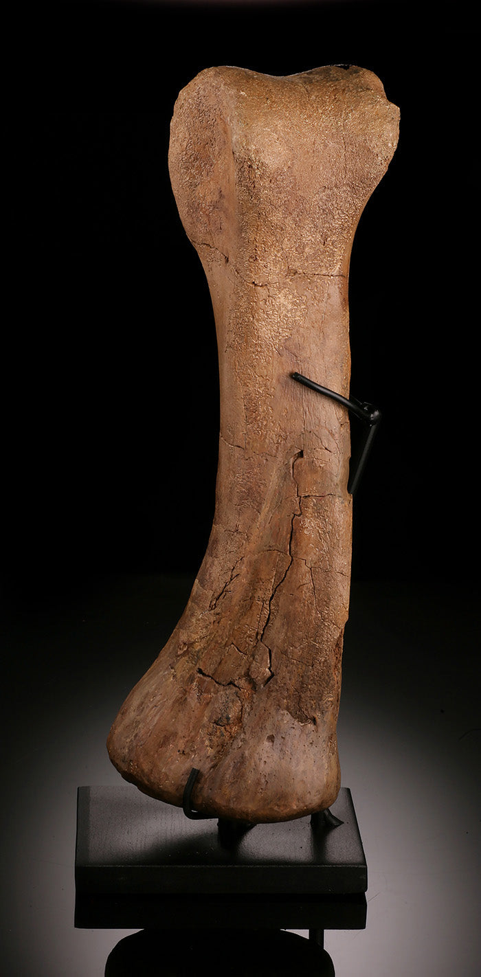 Hypacrosaurus (Hadrosaur) Metatarsal w/ Custom Stand