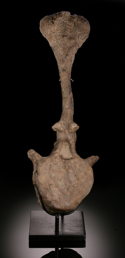 Camarasaurus Vertebrae