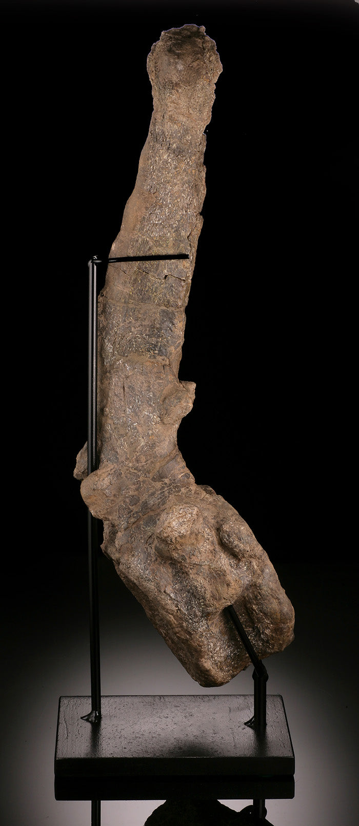 Camarasaurus Vertebrae