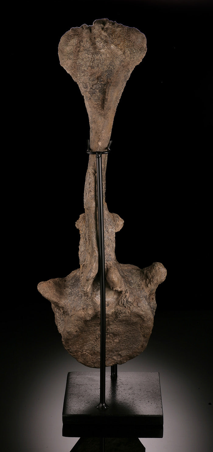 Camarasaurus Vertebrae
