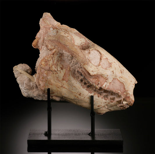 Oreodont Skull w/ Custom Stand