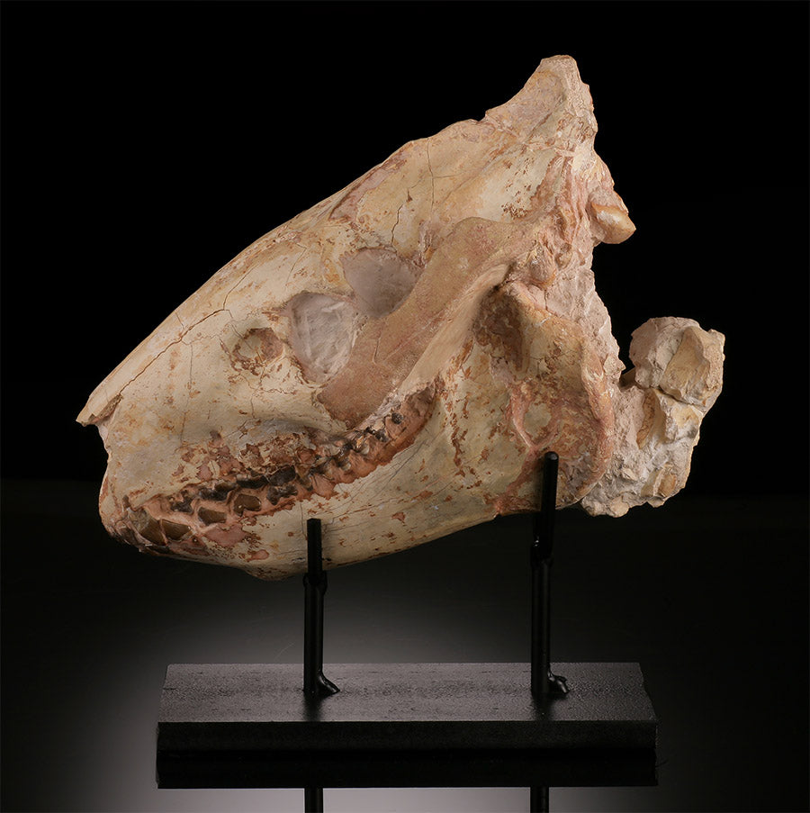 Oreodont Skull w/ Custom Stand