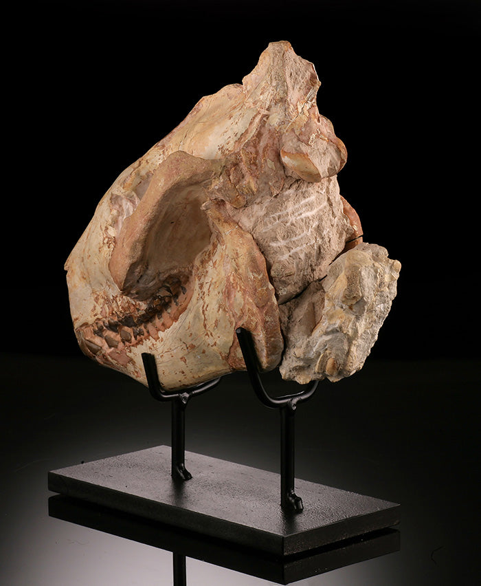 Oreodont Skull w/ Custom Stand