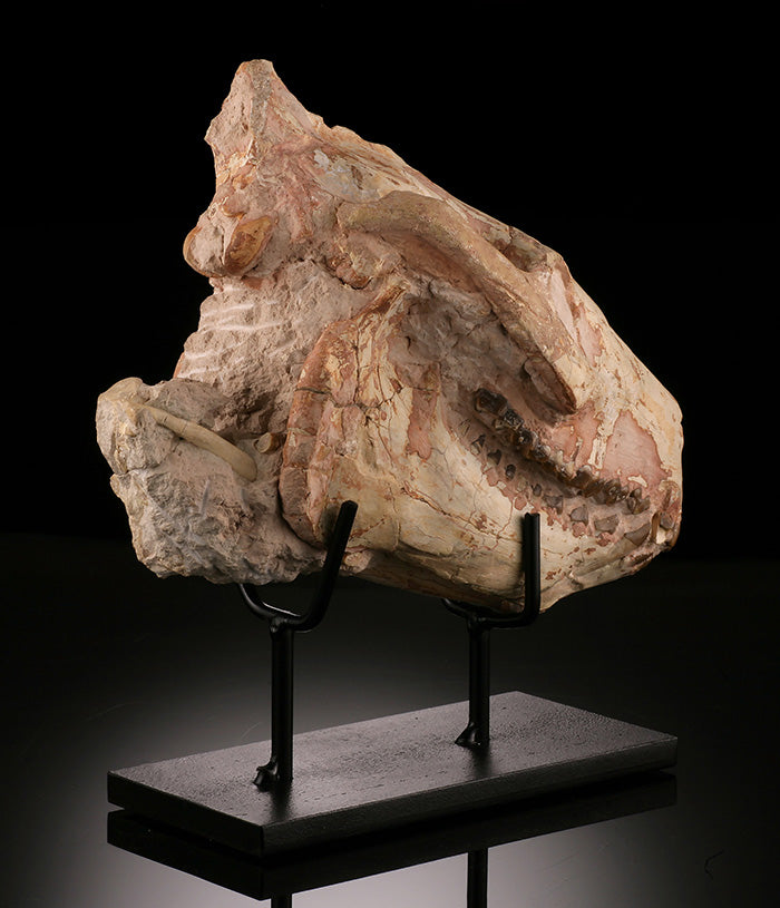 Oreodont Skull w/ Custom Stand