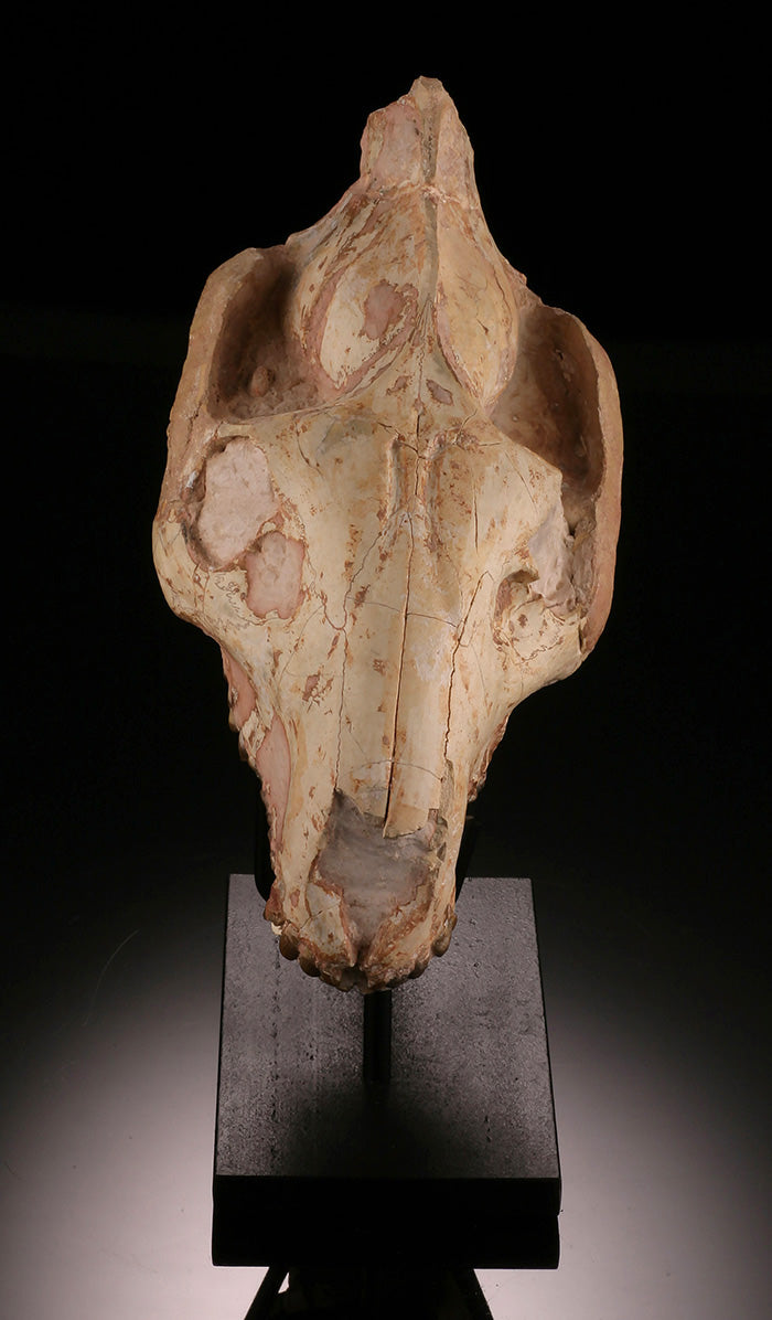 Oreodont Skull w/ Custom Stand