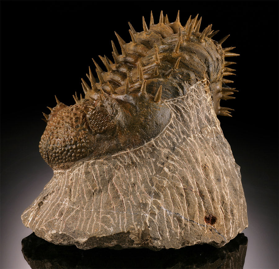 Drotops Trilobite