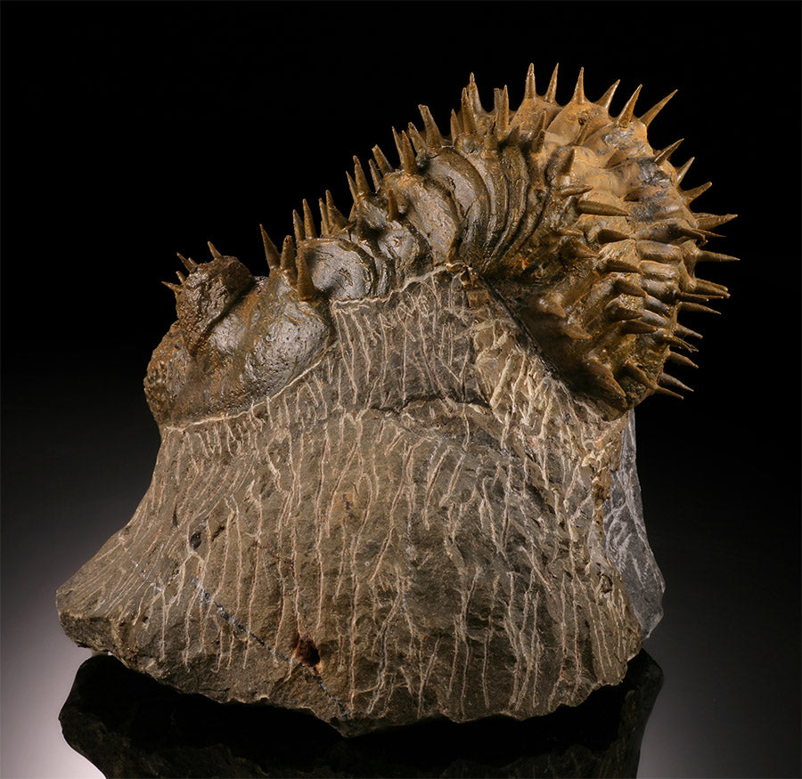 Drotops Trilobite