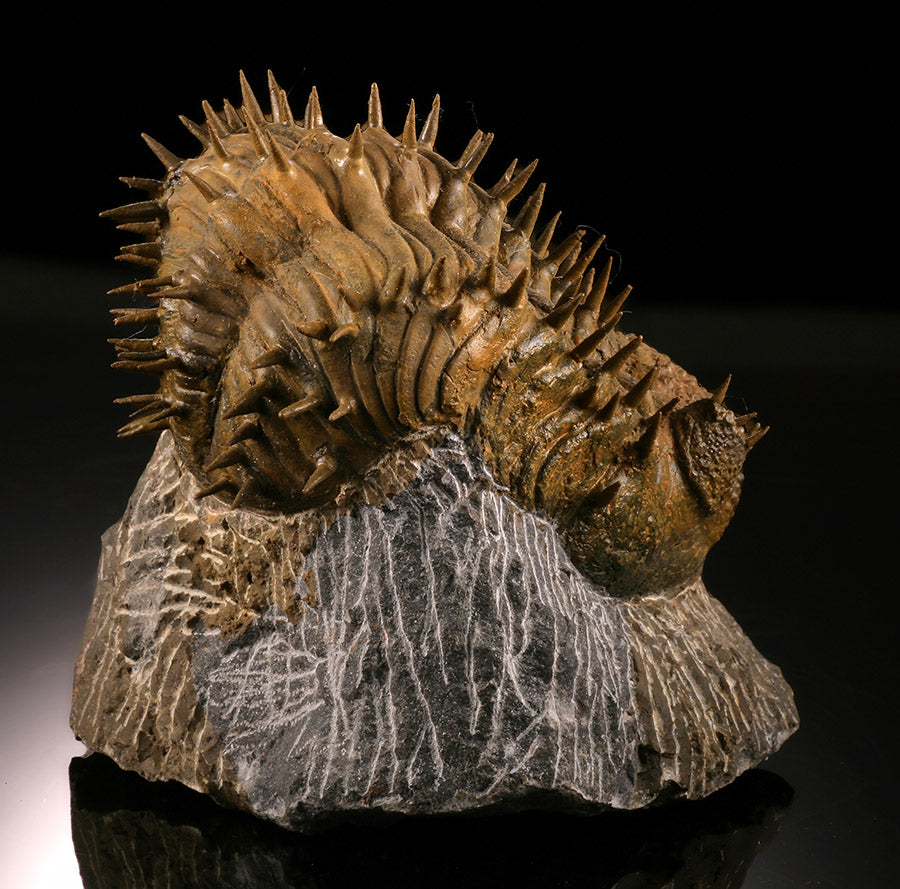 Drotops Trilobite