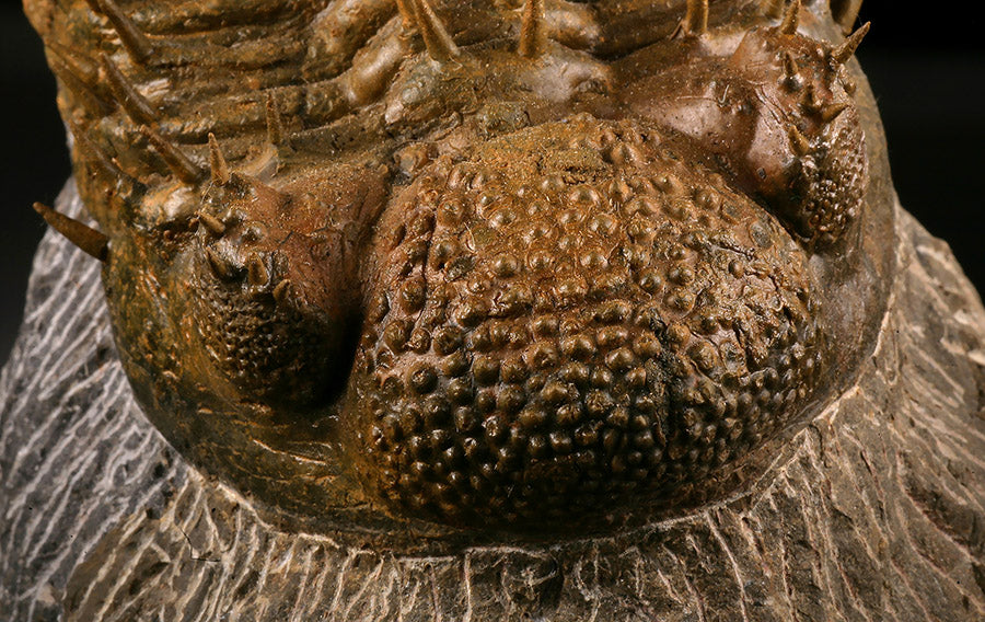 Drotops Trilobite