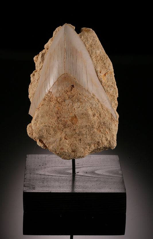Megalodon Tooth in Matrix