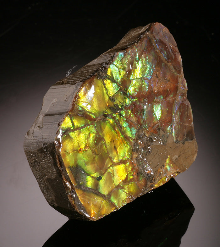 Iridescent Ammolite
