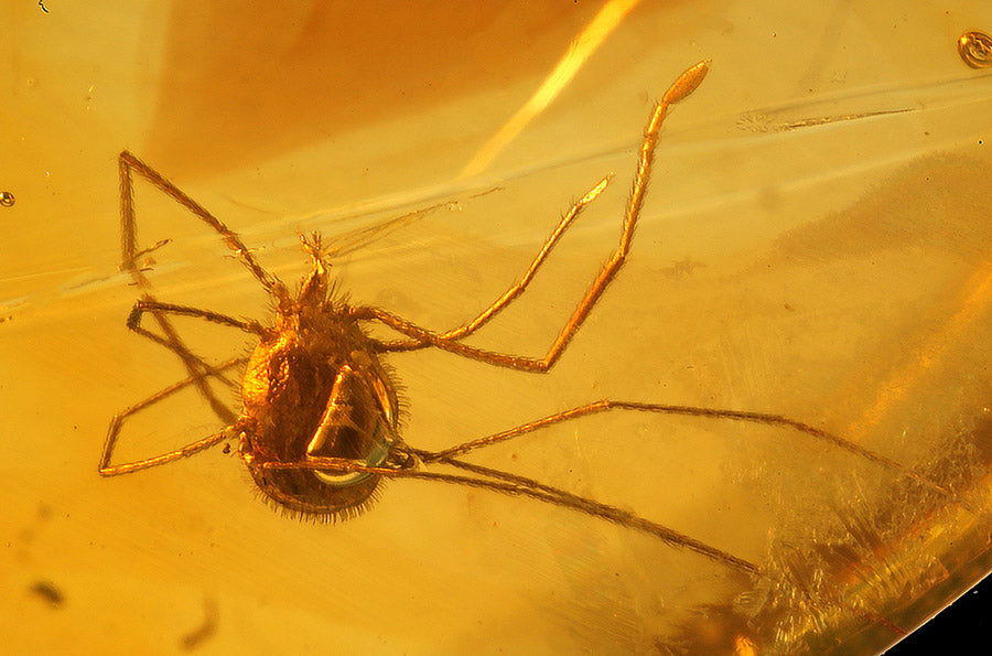 Amber with Tick