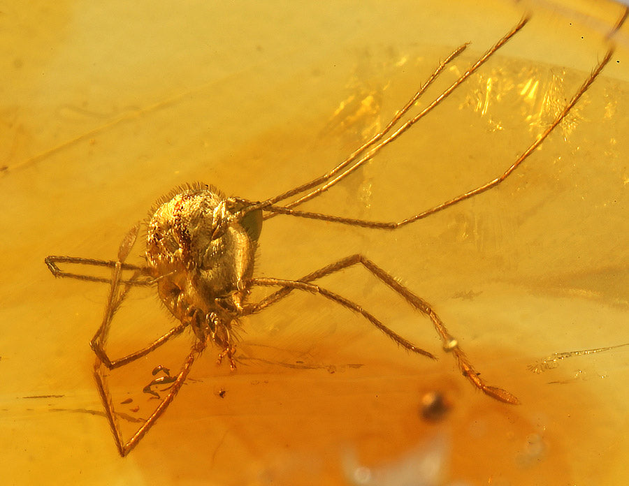 Amber with Tick
