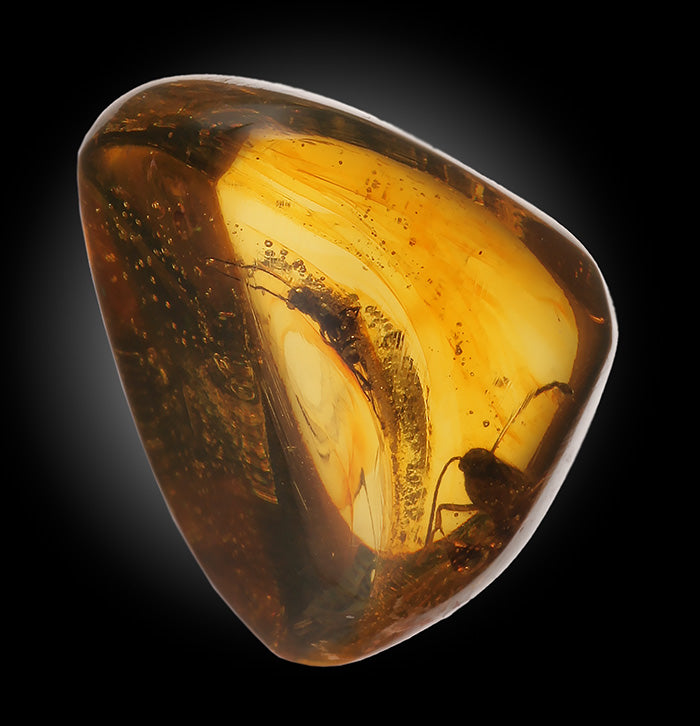 Wasps in Amber