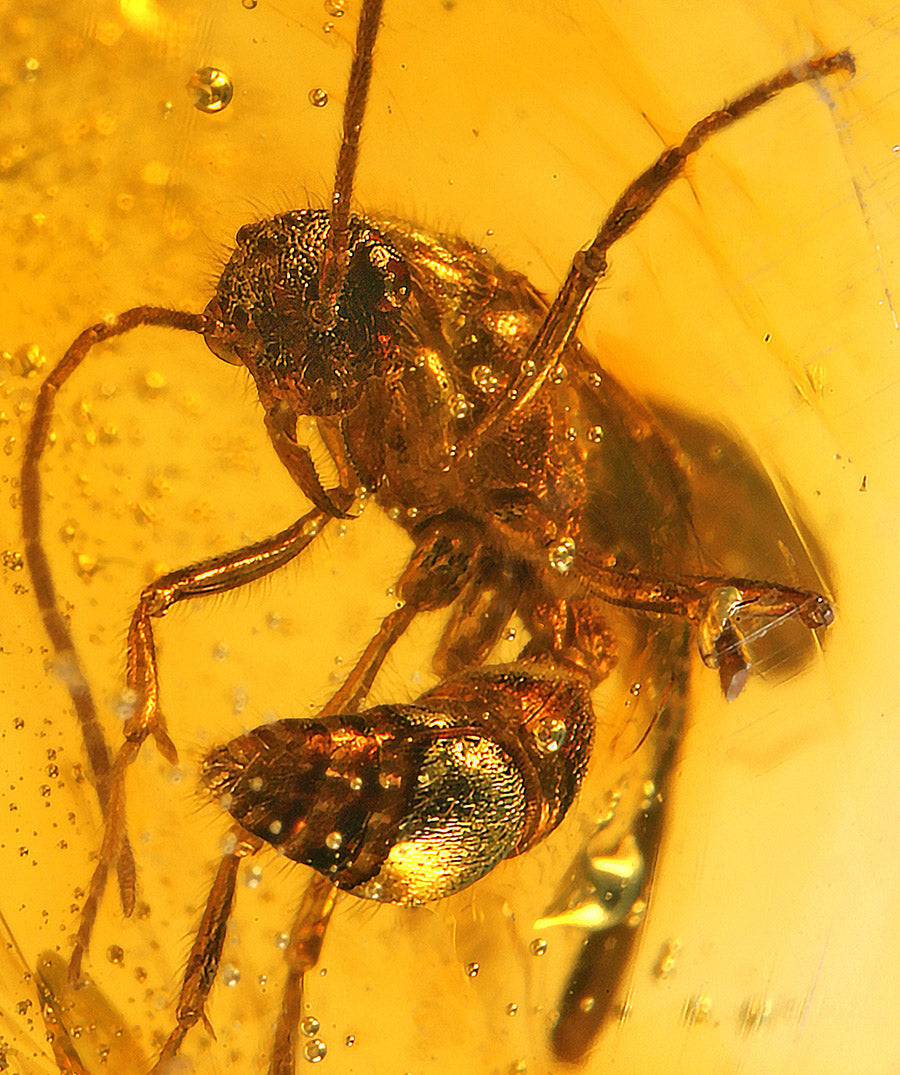 Wasps in Amber