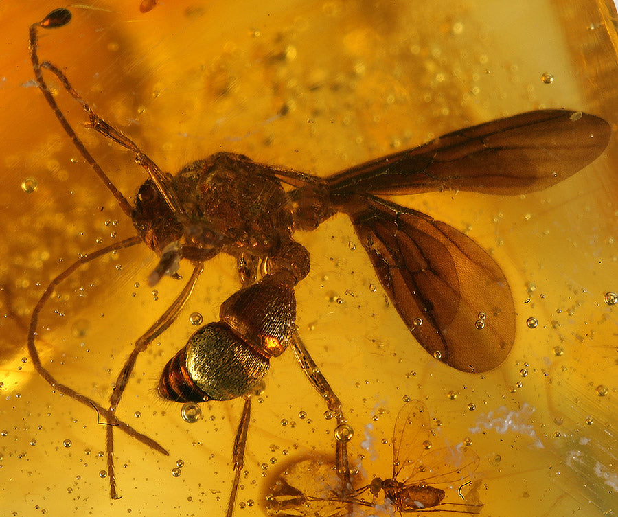 Wasps in Amber