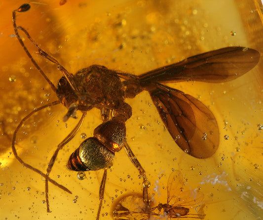 Wasps in Amber