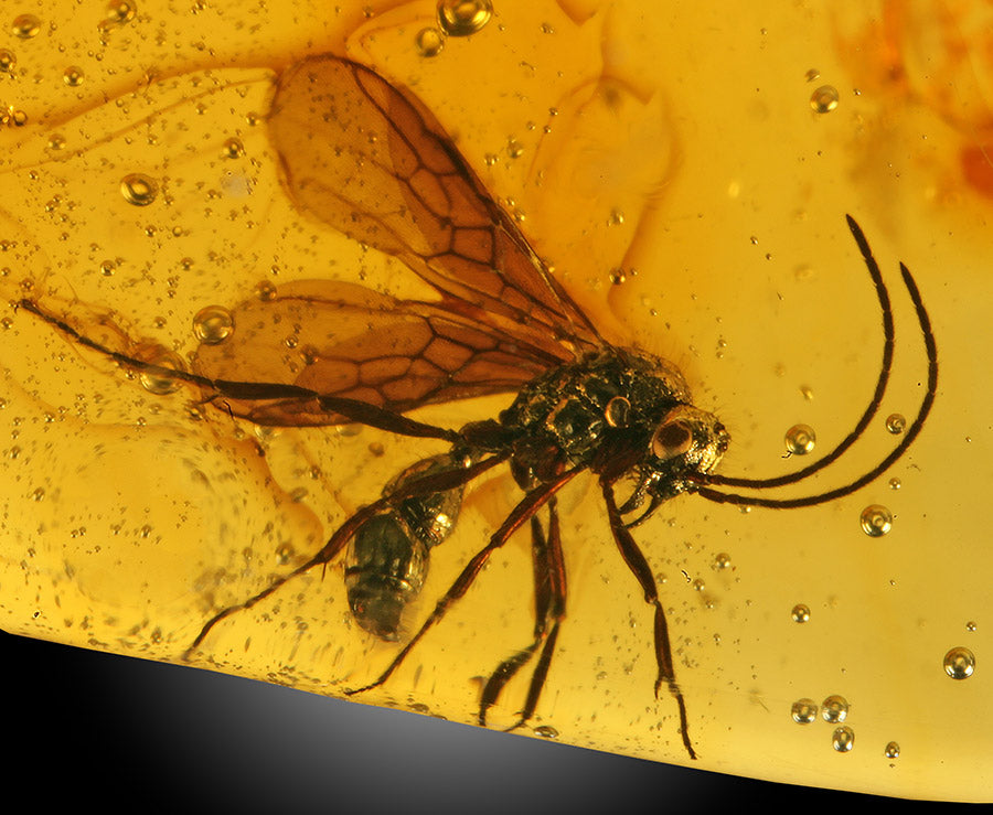 Wasps in Amber
