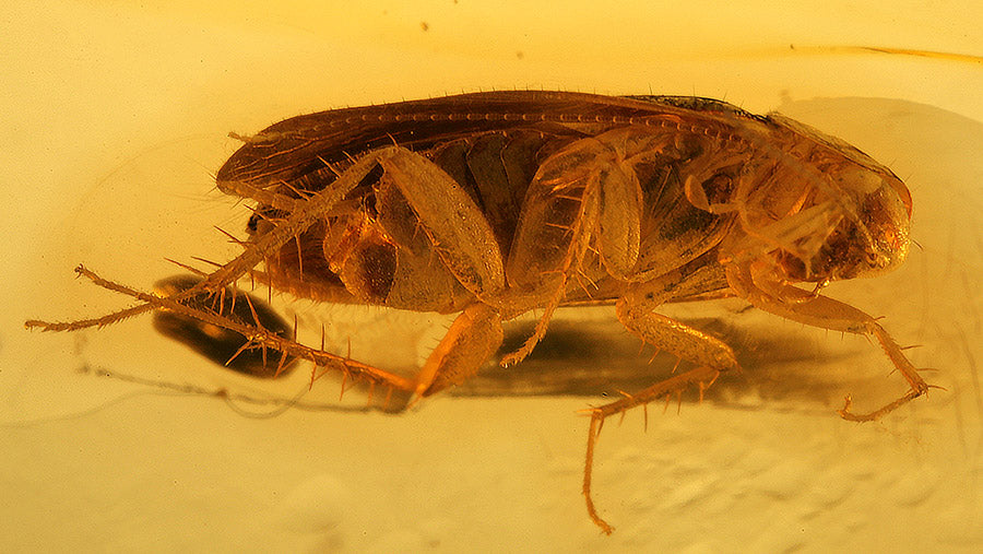 Amber with Roach