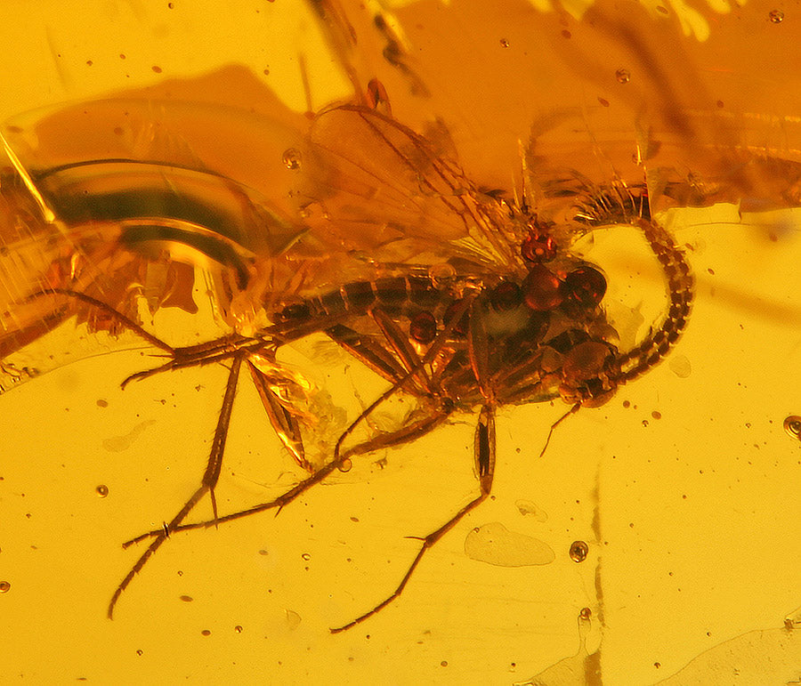 Bee, Fly & Mosquito in Amber