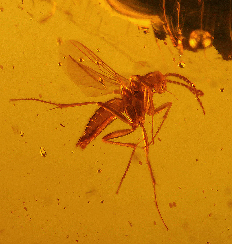 Bee, Fly & Mosquito in Amber